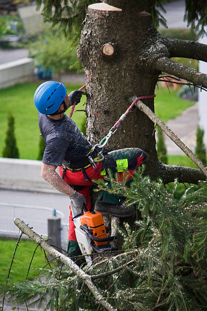 How Our Tree Care Process Works  in  Grosse Pointe Park, MI